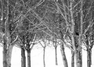Forest Collective Forest Collective