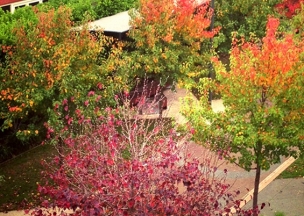 AutumnLeaves.jpg AutumnLeaves.jpg