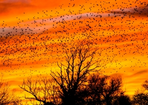 Thirteen Ways to Look At Birds Thirteen Ways to Look At Birds