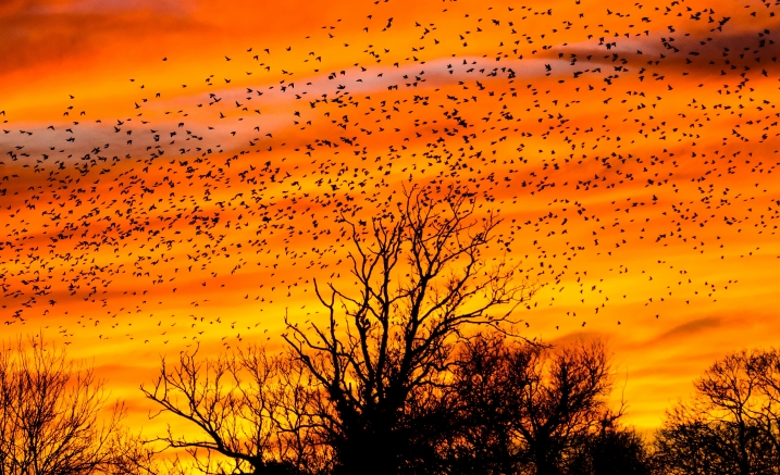 Thirteen Ways to Look At Birds Thirteen Ways to Look At Birds