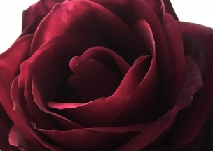 Myrtle_&_Roses.jpg Myrtle_&_Roses.jpg